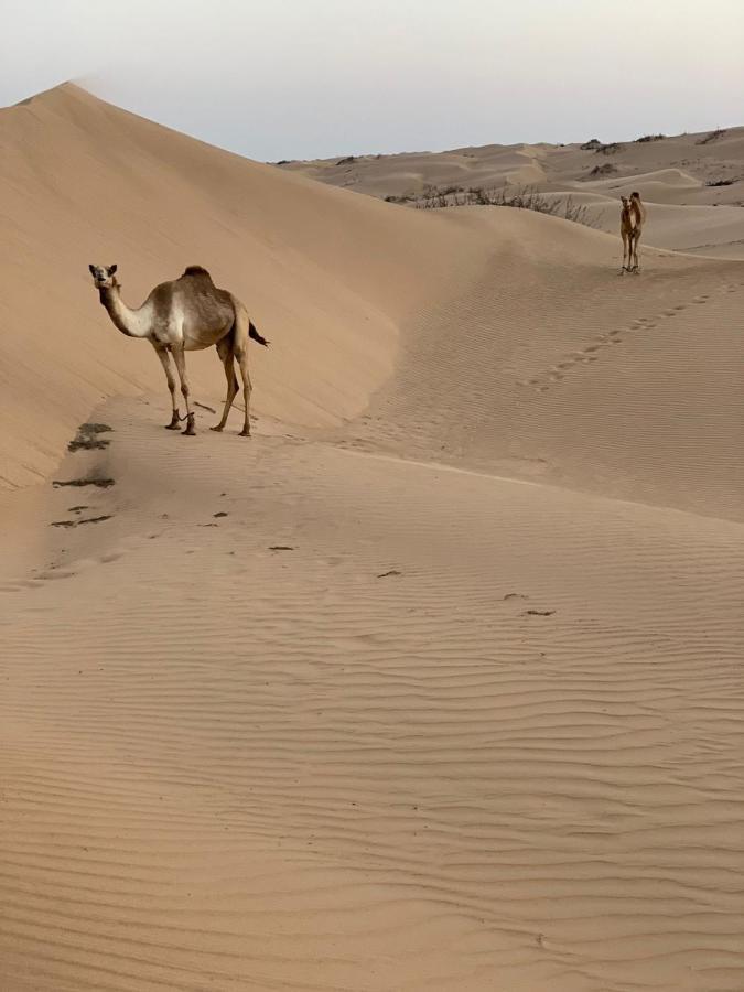 Golden Palm Oasis Hotel Fulayj al Masha'ikh Kültér fotó